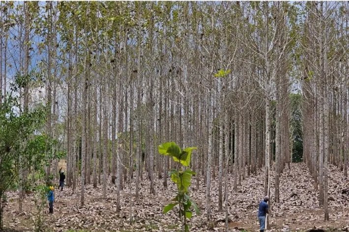 Terrenos en venta como inversión forestal para residencia permanente e...