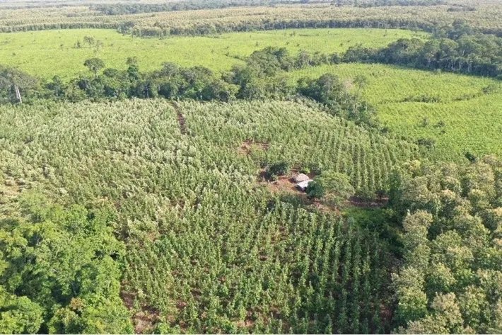 Terrenos en venta como inversión forestal para residencia permanente en Panamá