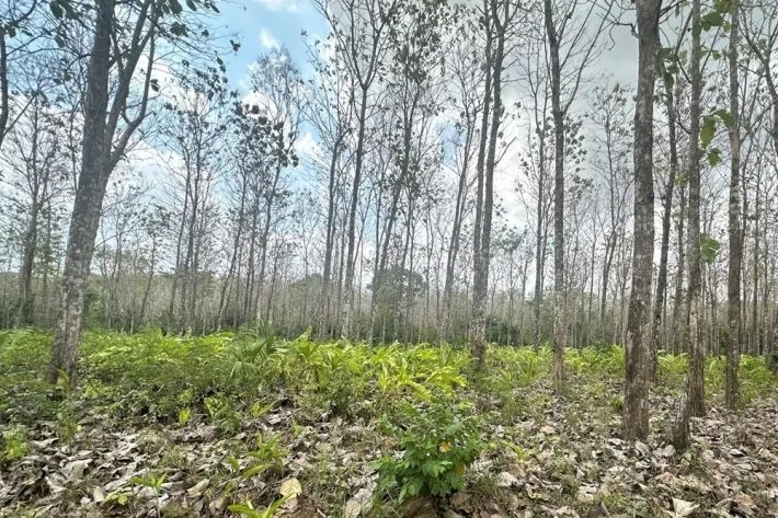 Terrenos en venta como inversión forestal para residencia permanente en Panamá