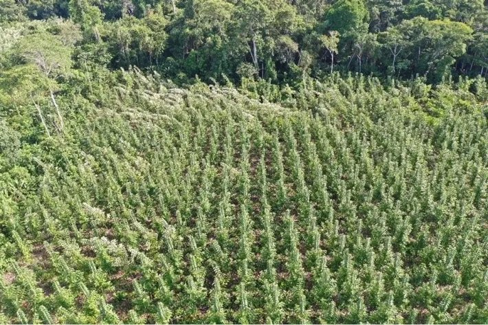 Terrenos en venta como inversión forestal para residencia permanente en Panamá