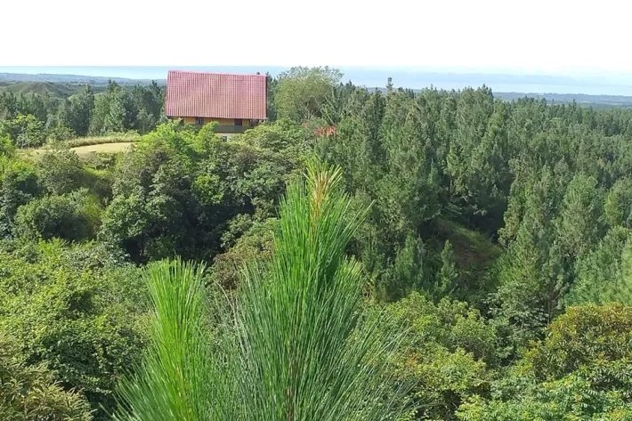 Terrenos en venta como inversión forestal para residencia permanente en Panamá