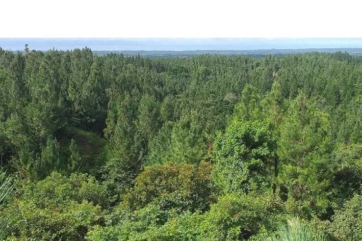 Terrenos en venta como inversión forestal para residencia permanente en Panamá