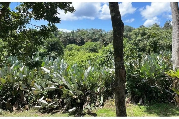 Casa amoblada en venta en Bocas del Toro