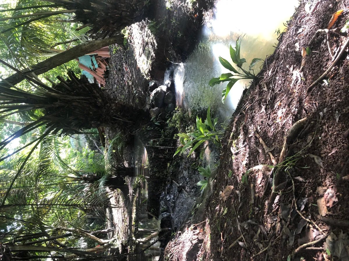 Se alquila restaurante con amplio terreno en La Chorrera