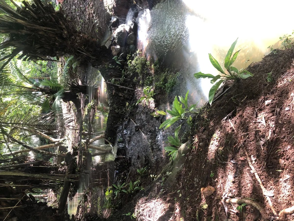 Se alquila restaurante con amplio terreno en La Chorrera