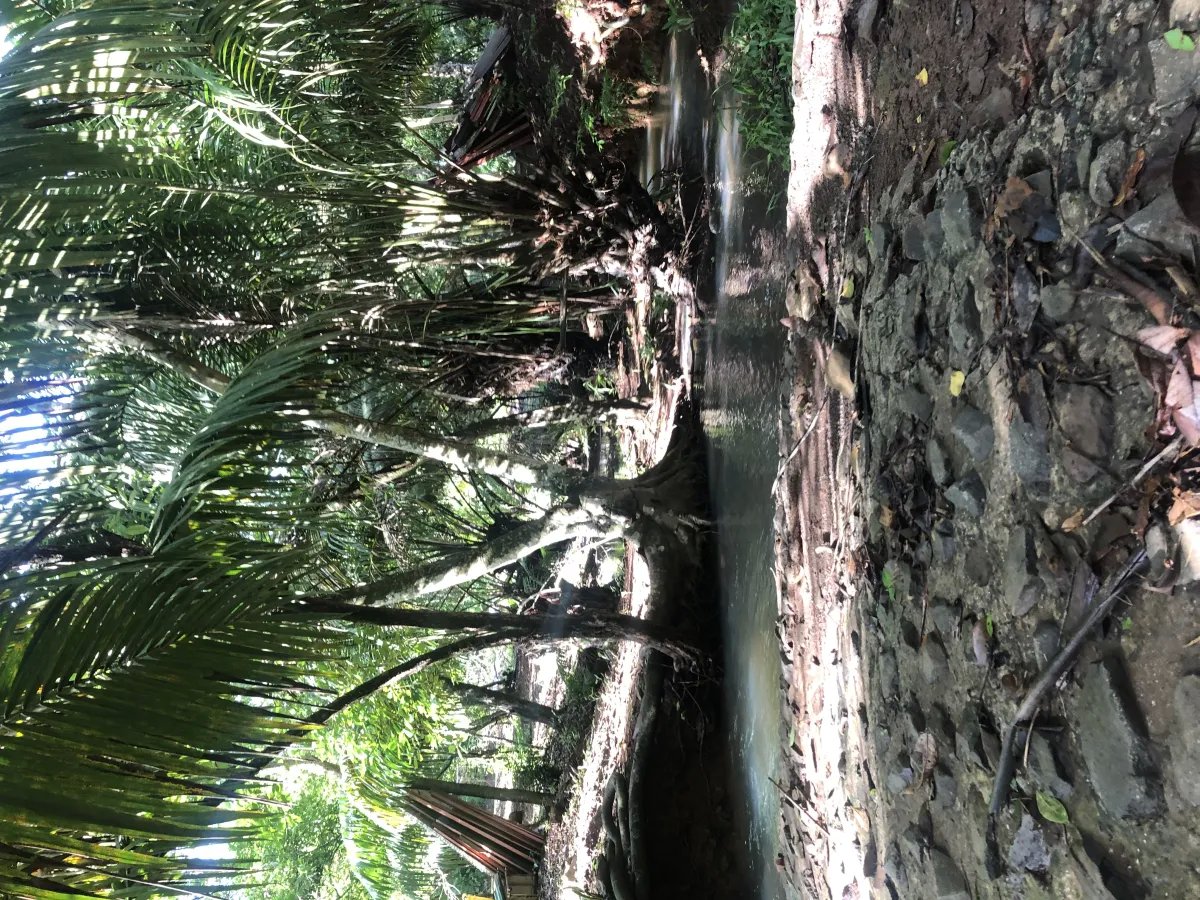 Se alquila restaurante con amplio terreno en La Chorrera
