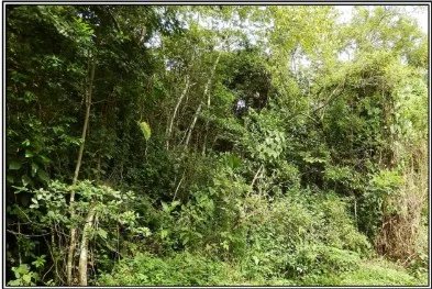 Venta de terreno en el Manglarito, Sorá