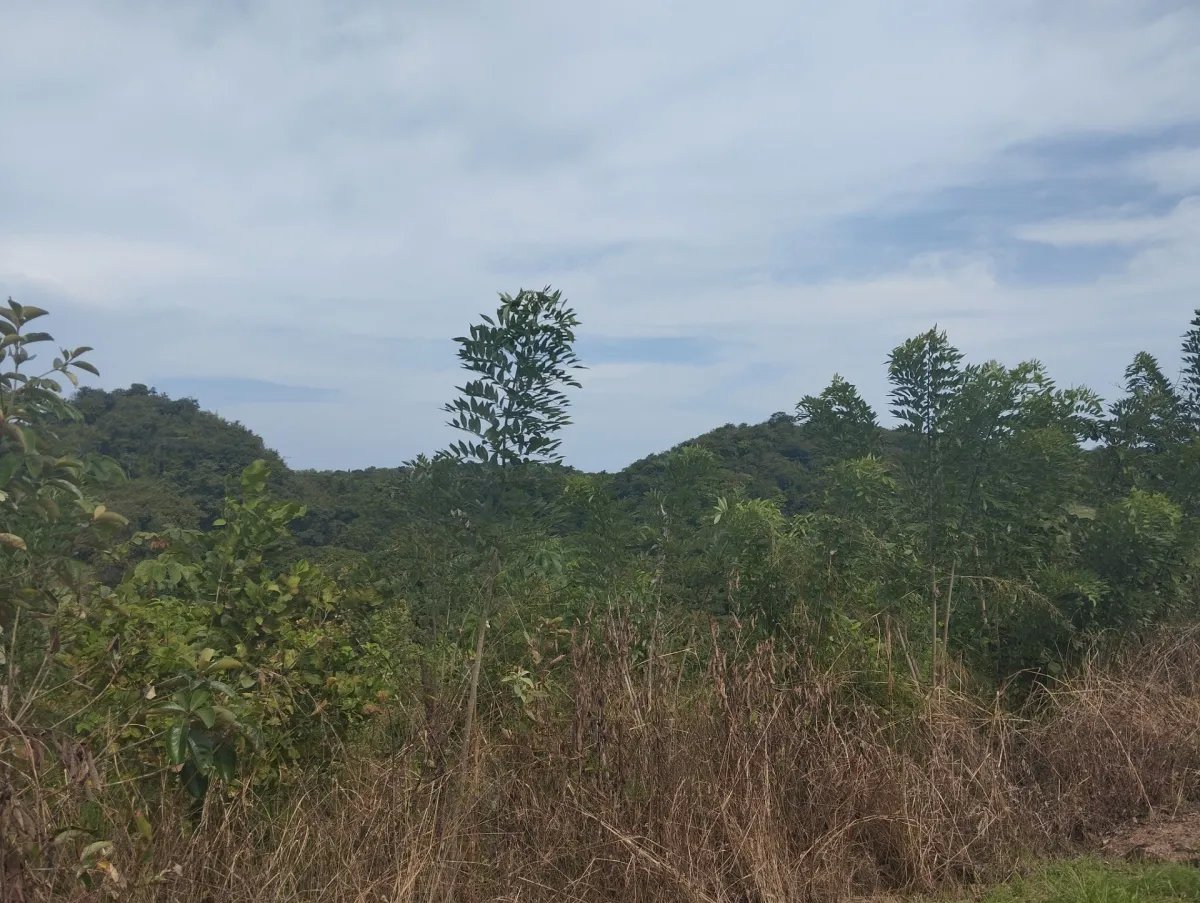 Unimproved Land For Sale in Via El Cacao De Capira