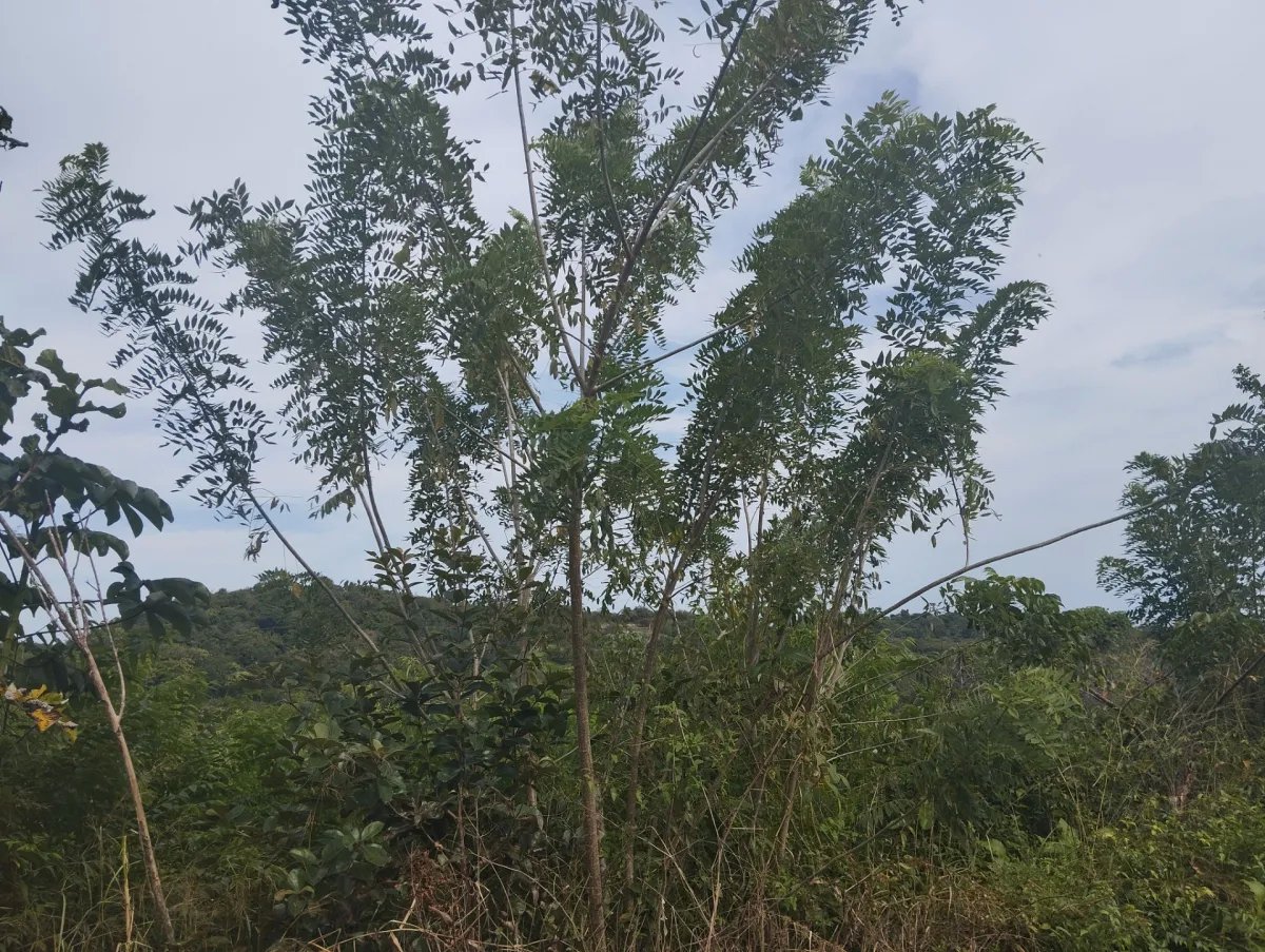 Unimproved Land For Sale in Via El Cacao De Capira