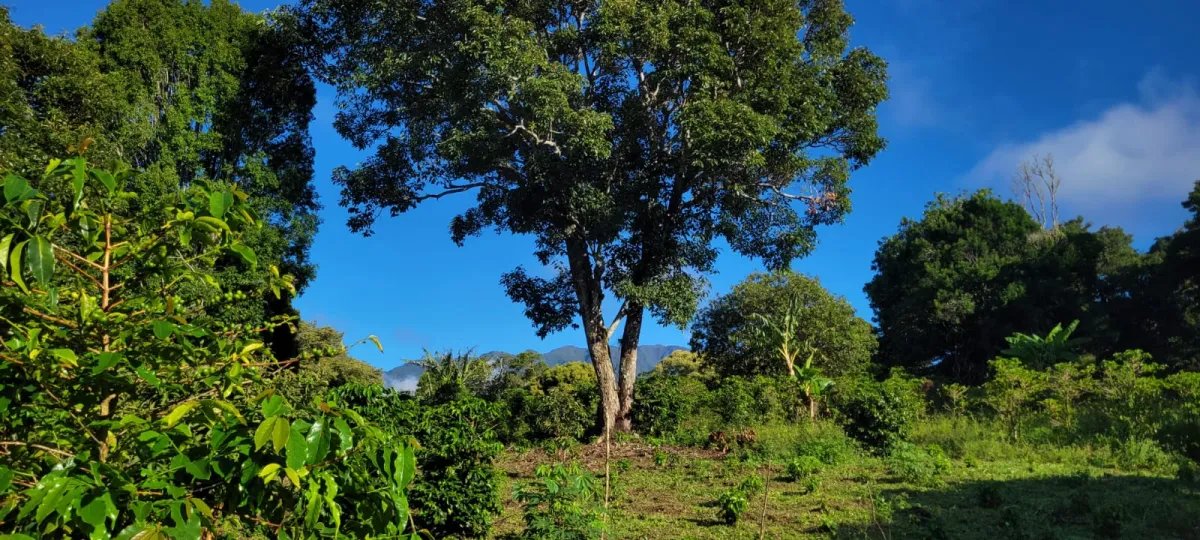 Terreno en Venta en Boquete  3,333 m² con Vista al Volcán Barú/ Land ...