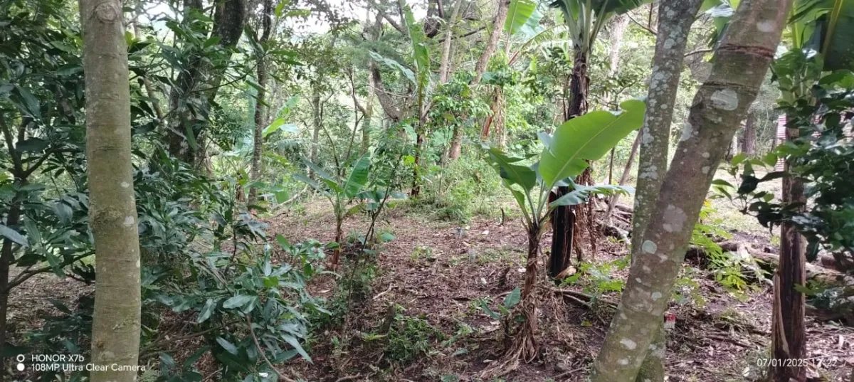 Oportunidad de Inversión: Tierra Fértil con Clima Ideal en Hornito, Ch...