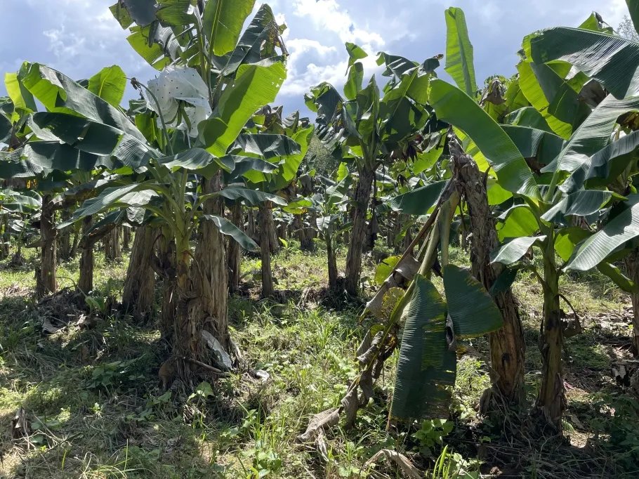 Farm For Sale in Cuango