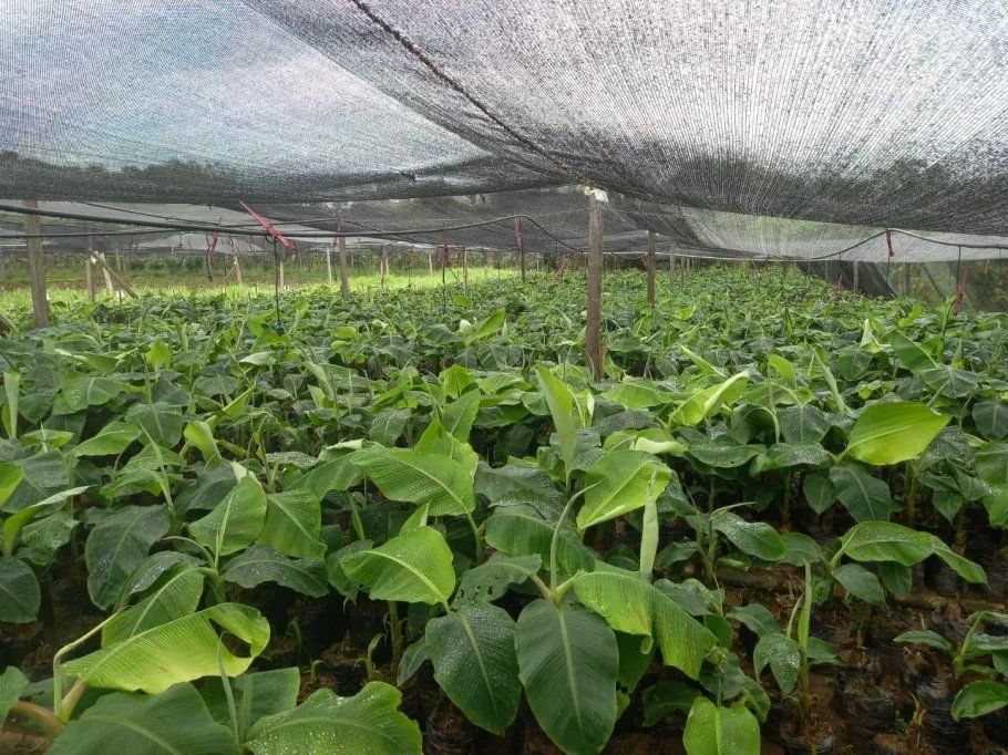 Farm For Sale in Cuango