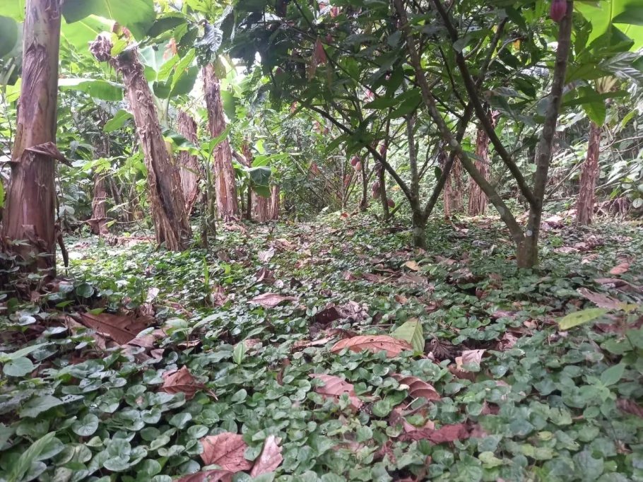 Farm For Sale in Cuango
