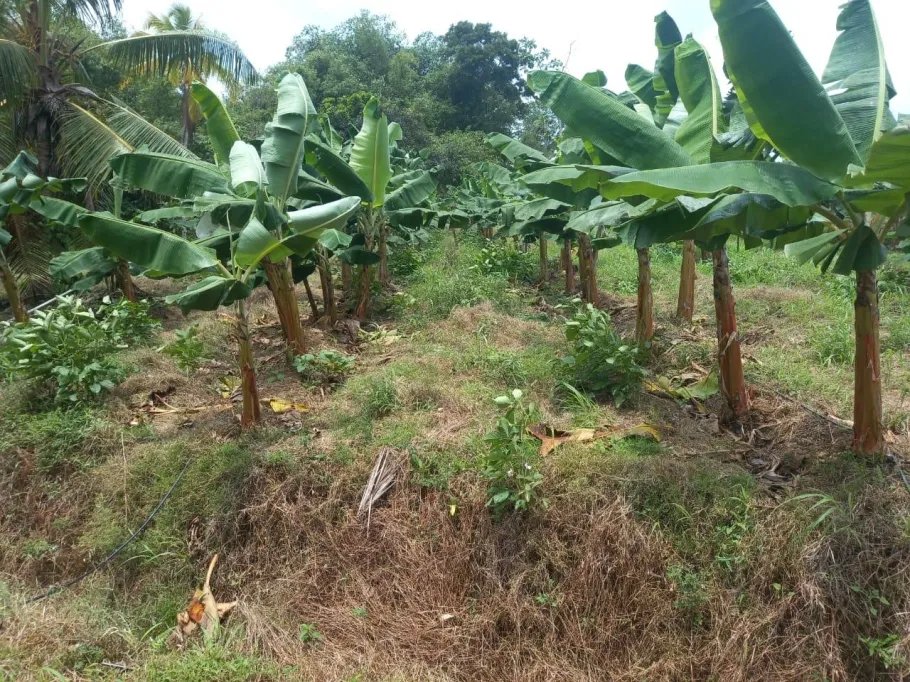 Farm For Sale in Cuango