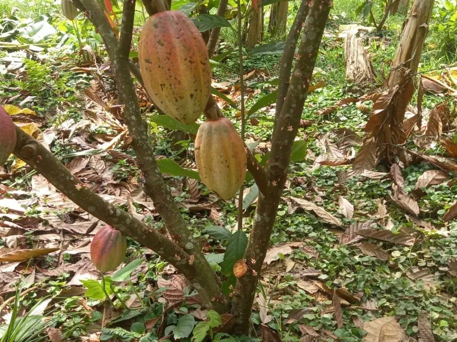 Farm For Sale in Cuango