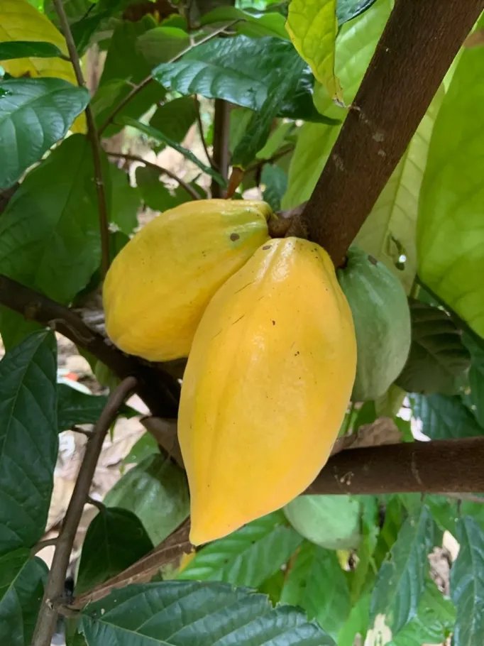 Farm For Sale in Cuango