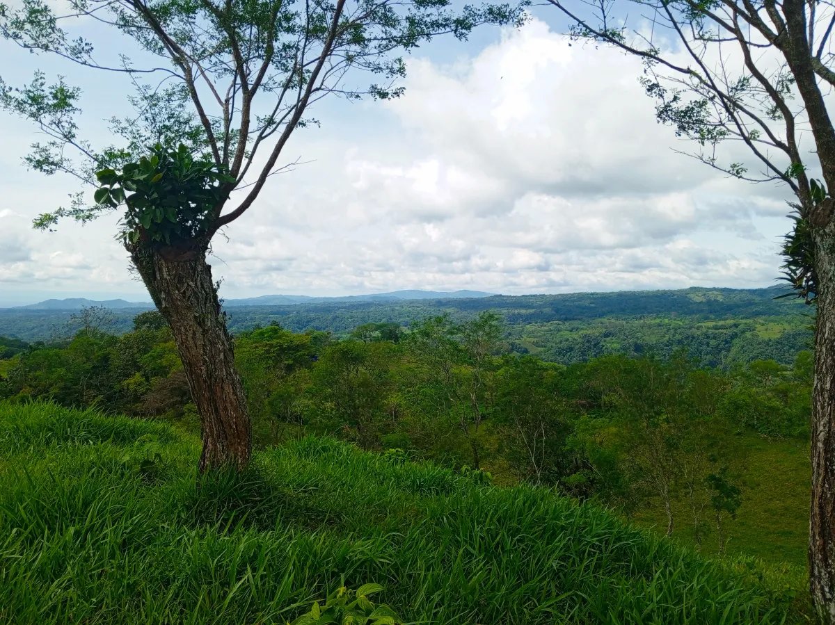 Finca de 21.7 Hectáreas en Venta en Santa Rosa, Bugaba, Chiriquí, Pana...
