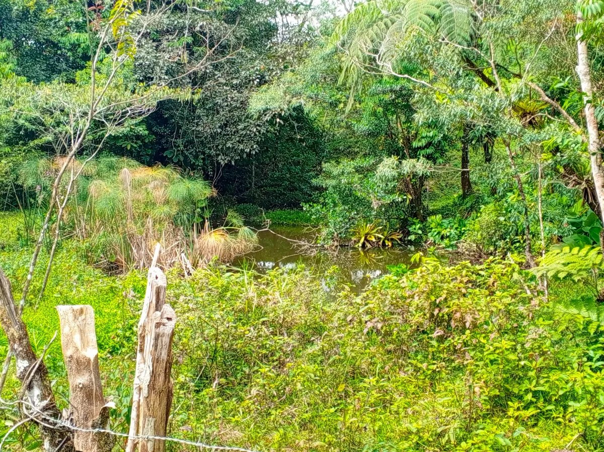 Finca de 21.7 Hectáreas en Venta en Santa Rosa, Bugaba, Chiriquí, Pana...