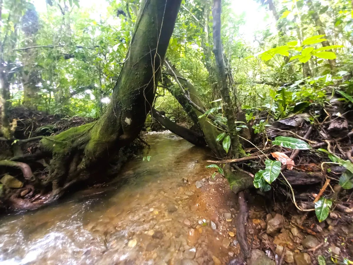 Lote a la Venta en Potrerillos |  5,879?m² |  Chiriqui  Panama