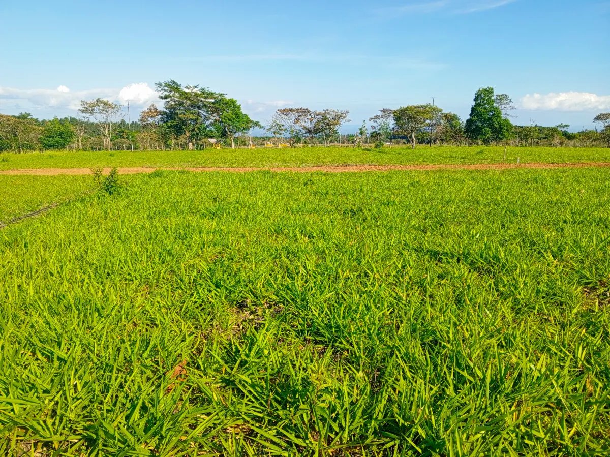 Lot For Sale in Potrerillos Arriba | 1500m² |  Chiriqui |  Panama