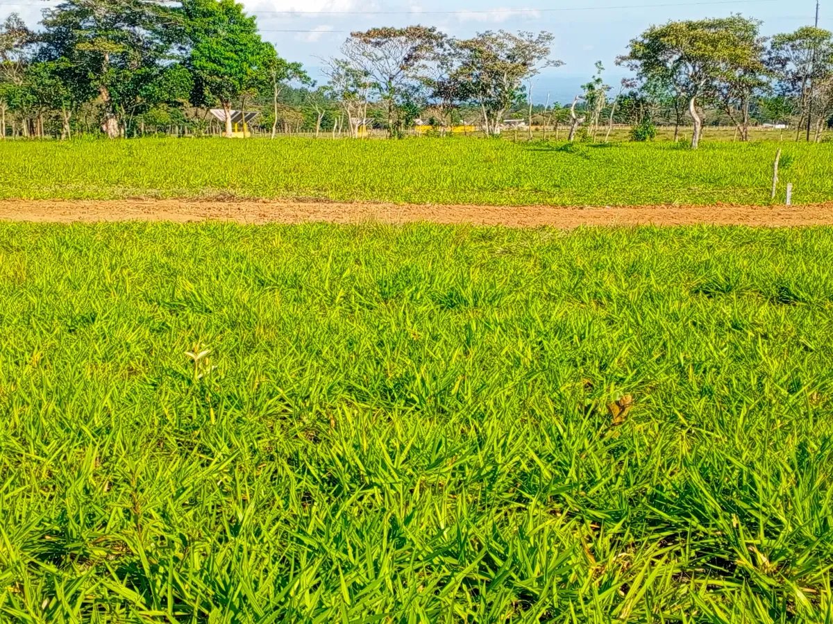 Lot For Sale in Potrerillos Arriba | 1500m² |  Chiriqui |  Panama