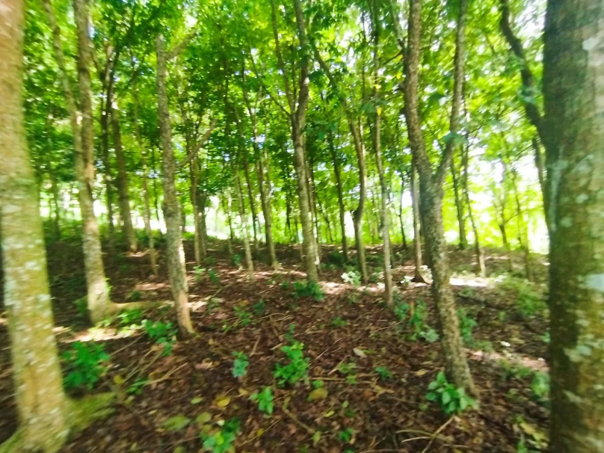 Se vende terreno con Planta Avícola