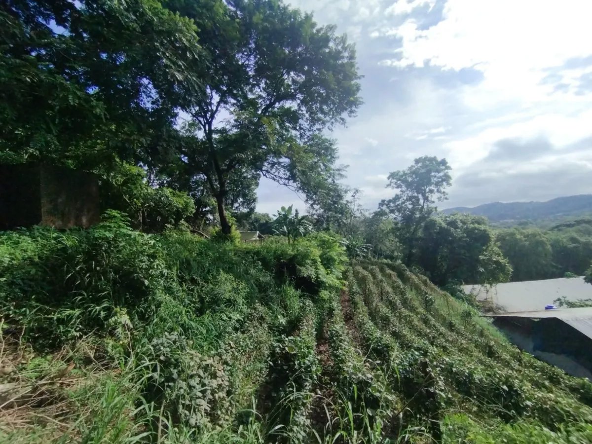 Se vende terreno con Planta Avícola