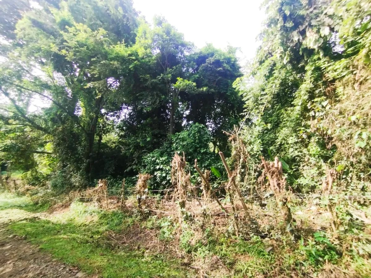 Se vende terreno con Planta Avícola