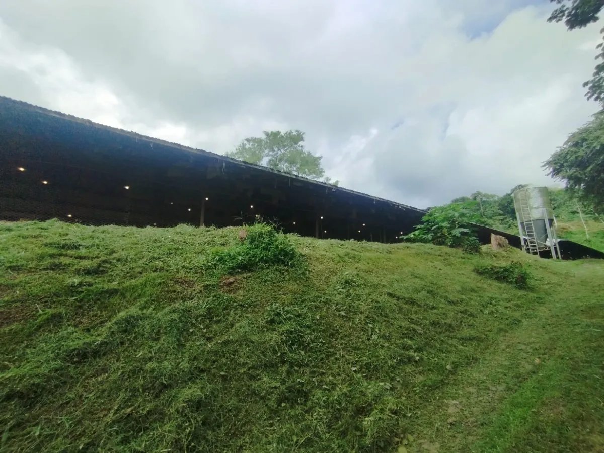 Se vende terreno con Planta Avícola
