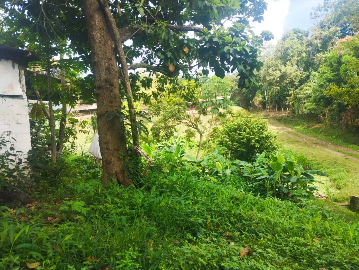 Se vende terreno con Planta Avícola