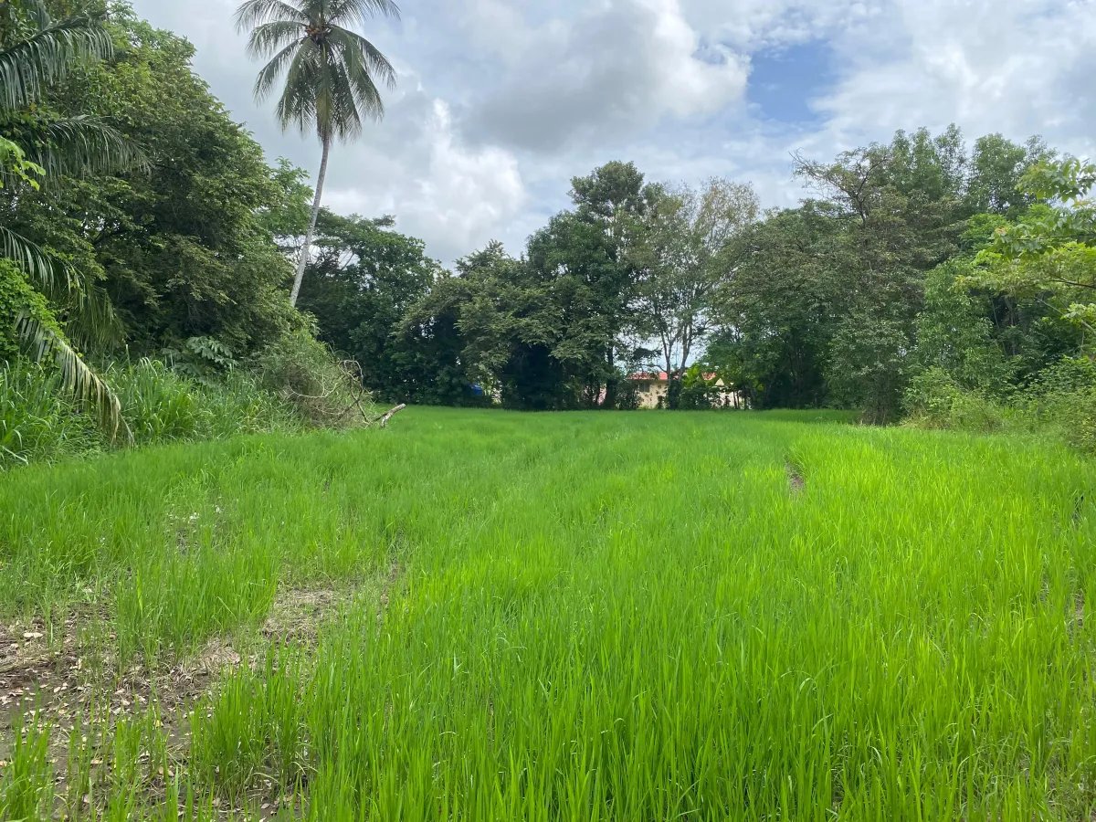 Farm For Sale in Alanje