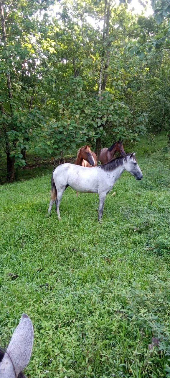 Venta de Finca Exclusiva en Entorno Natural Privilegiado
