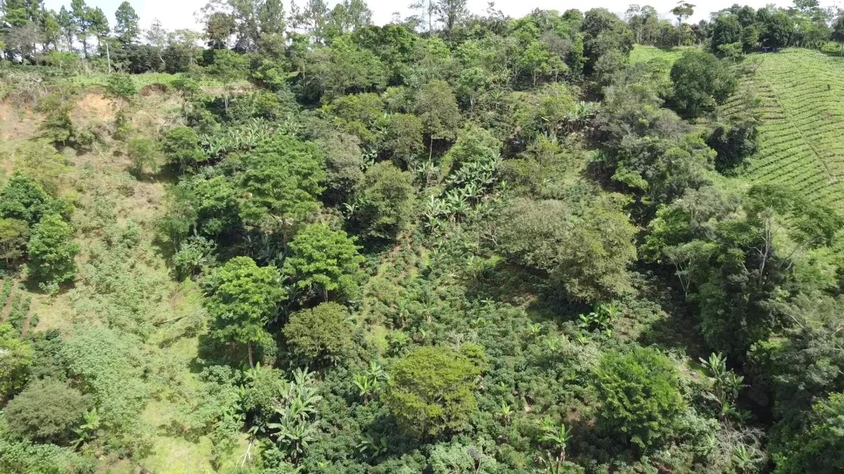 Finca de café en venta en Renacimiento
