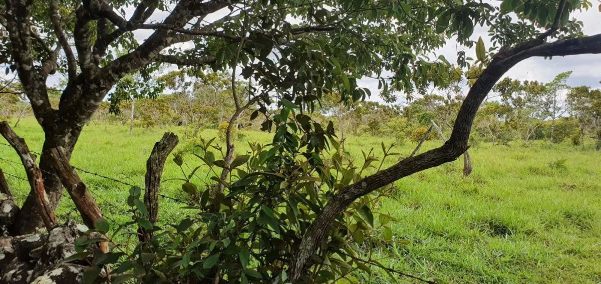 Venta de finca de 31 hectáreas en Rovira