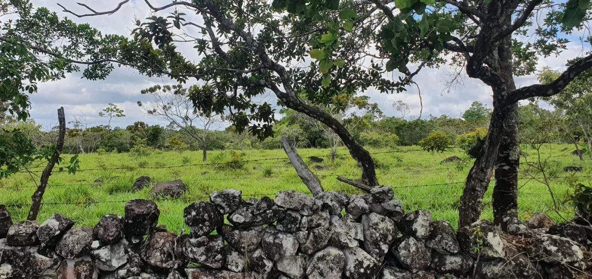 Venta de finca de 31 hectáreas en Rovira