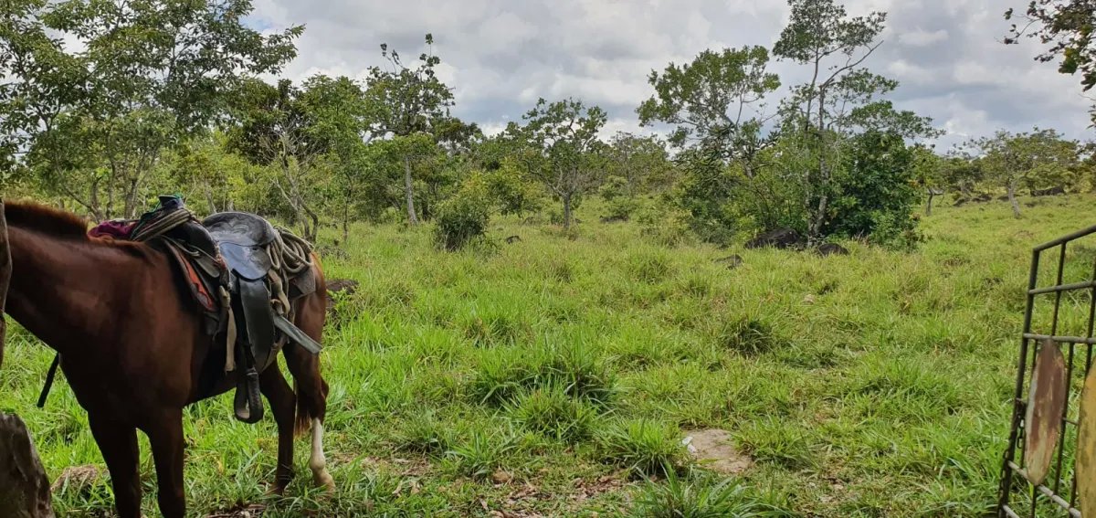Venta de finca de 31 hectáreas en Rovira