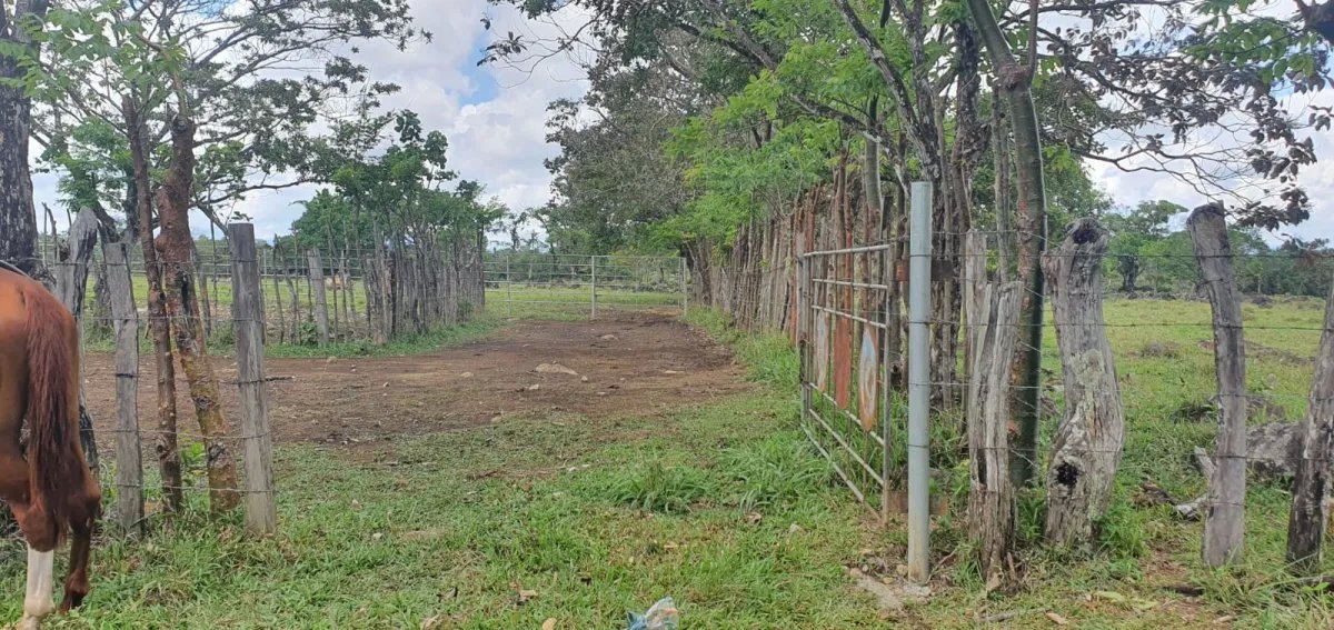 Venta de finca ganadera en Rovira Dolega