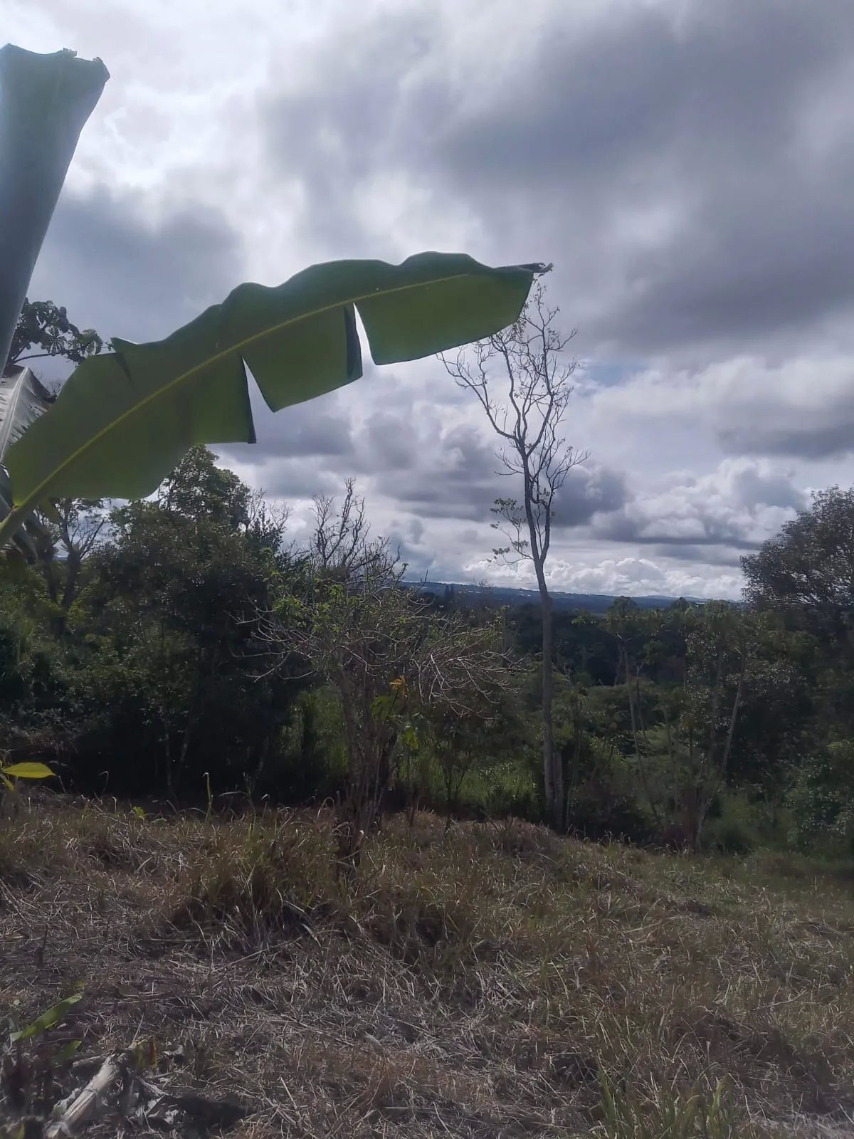 Venta de finca de cafe y platano en Rio Sereno