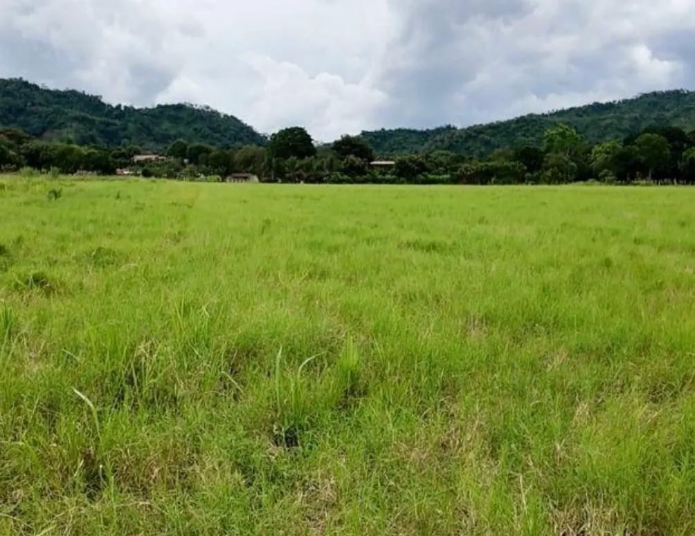 Agriculture For Sale in Venta de Terreno en David