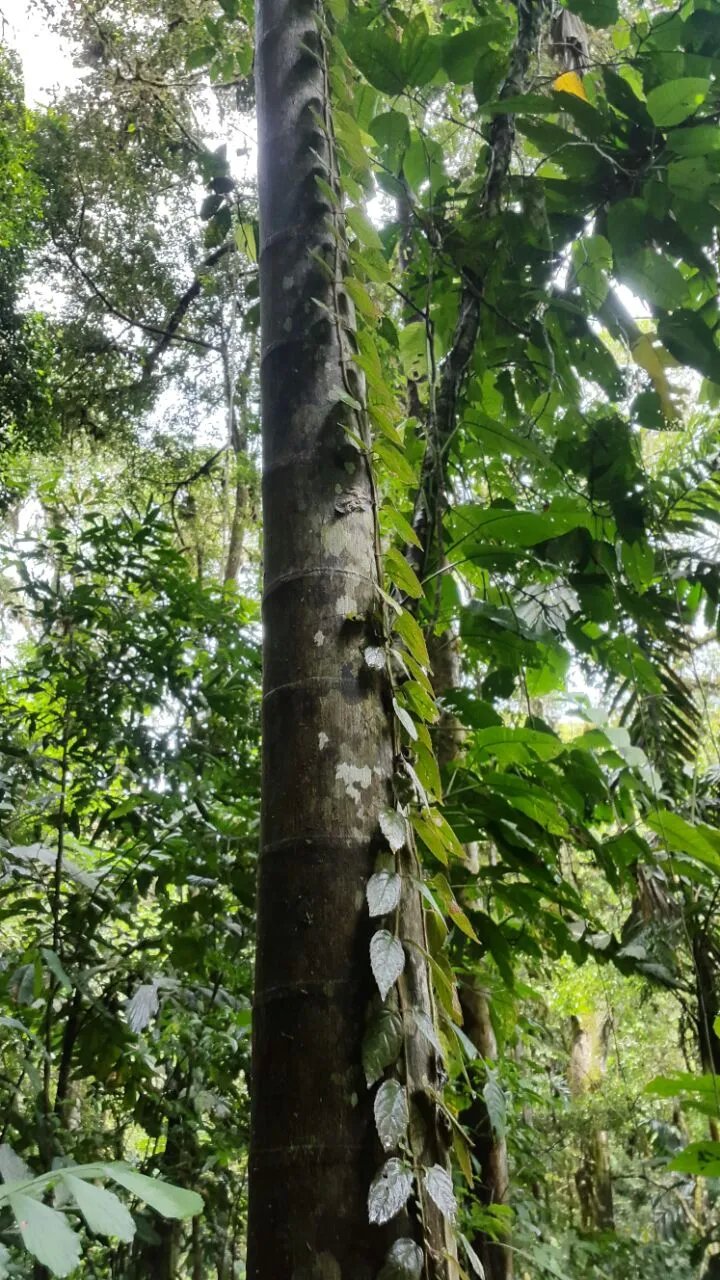 Se vende finca en el sector de las Delicias Arriba, Changuinola