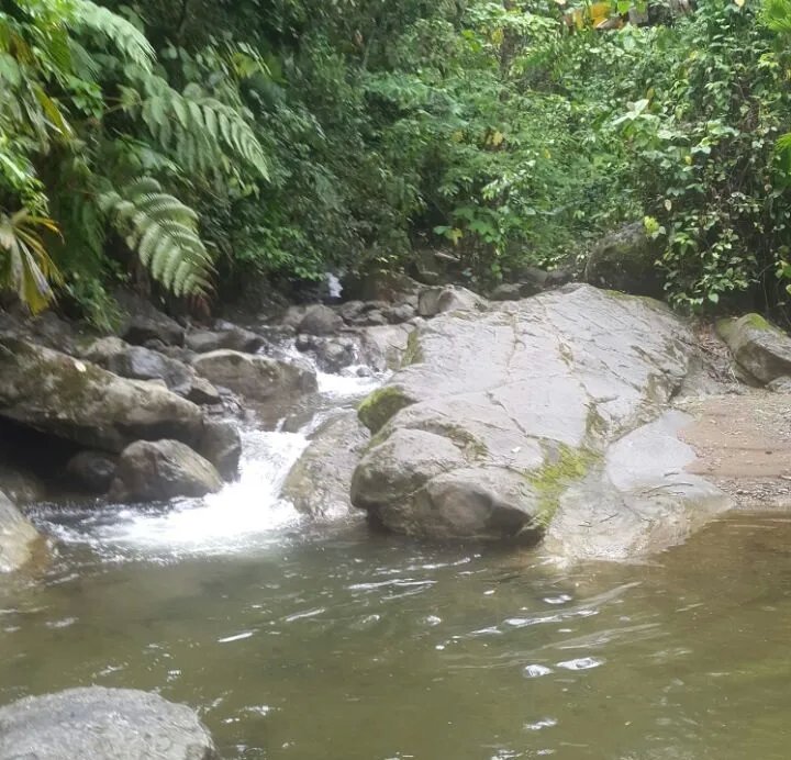 Se vende finca en el sector de las Delicias Arriba, Changuinola