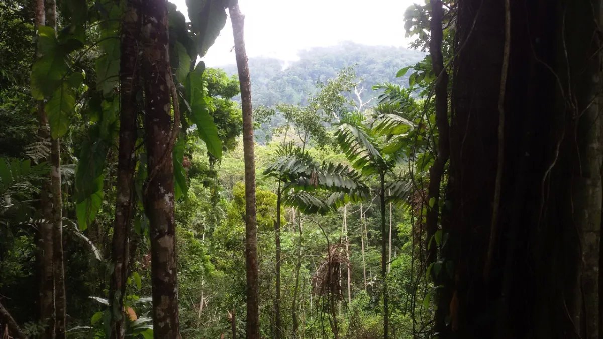 Se vende finca en el sector de las Delicias Arriba, Changuinola