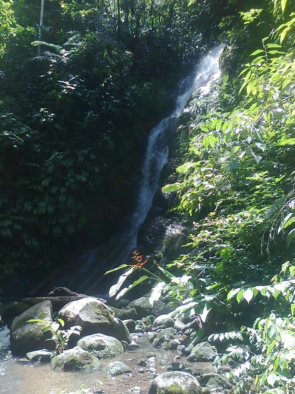 Se vende finca en el sector de las Delicias Arriba, Changuinola