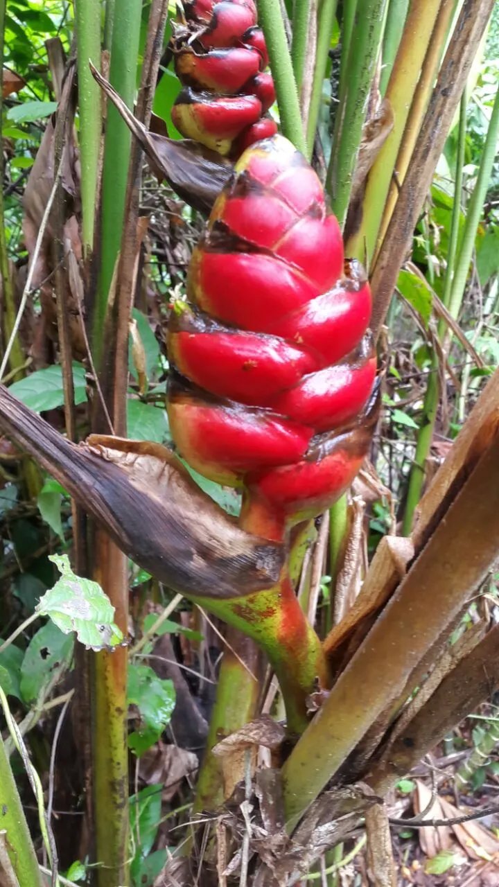 Se vende finca en el sector de las Delicias Arriba, Changuinola
