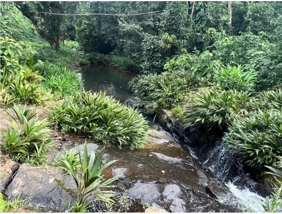 SE VENDE FINCA EN COCLE  LA PINTADA 17 HECTAREAS  FRENTE AL RIO