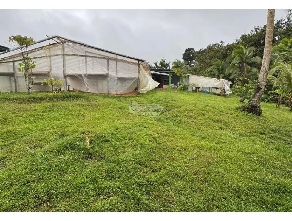 FINCA / COCLE / LA PINTADA / 17 HECTAREAS / FRENTE AL RIO