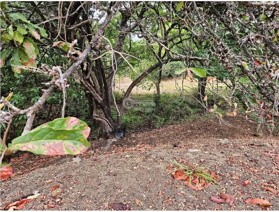 TERRENO / SAN CARLOS / SAN JOSE / 771 M2 / ARBOLES FRUTALES / BOHIO
