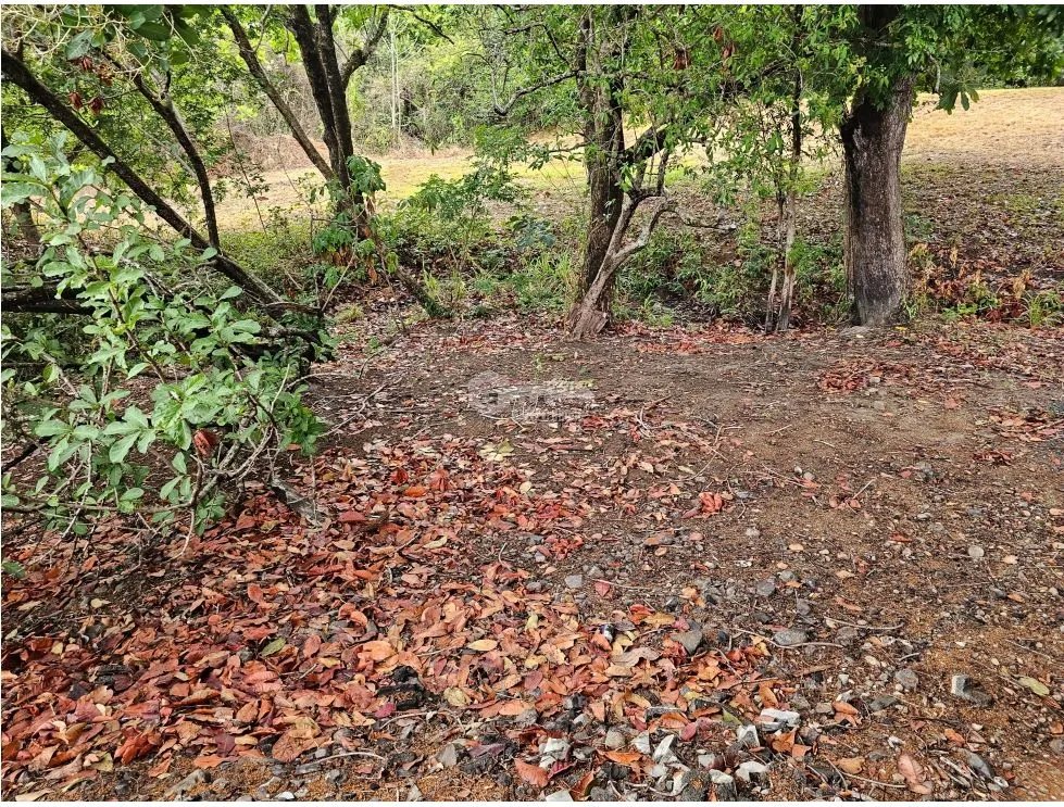 TERRENO / SAN CARLOS / SAN JOSE / 771 M2 / ARBOLES FRUTALES / BOHIO