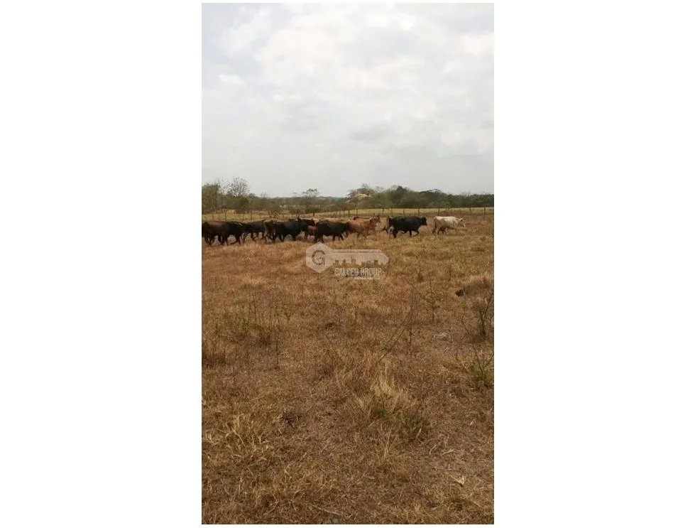 SE VENDE TERRENO EN CHEPO TANARA  25 HECTÁREAS VISTAS AL RIO